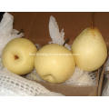 Delicious fresh fruit Ya Pear New Crop Pears